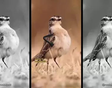 YT趣味頻道《LeopARTnik》會在動物影片裡幫忙加上手手，讓整段過程變得超好笑