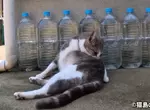 日本驅貓偏方《寶特瓶裝水》根本沒用為什麼還是這麼多人做？