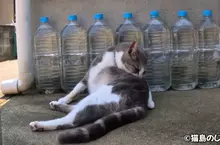 日本驅貓偏方《寶特瓶裝水》根本沒用為什麼還是這麼多人做？