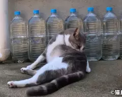 日本驅貓偏方《寶特瓶裝水》根本沒用為什麼還是這麼多人做？