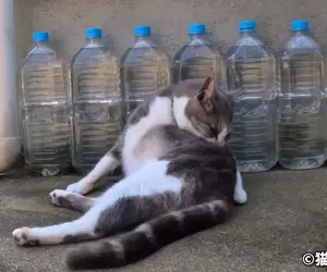 日本驅貓偏方《寶特瓶裝水》根本沒用為什麼還是這麼多人做？