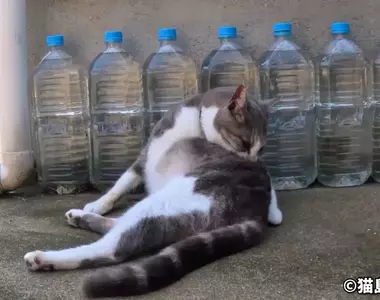 日本驅貓偏方《寶特瓶裝水》根本沒用為什麼還是這麼多人做？