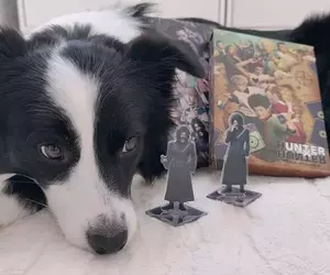 她家的狗狗超愛《獵人舞台劇》獨自看家沒播DVD就會調皮搗蛋