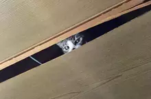 不容小覷《破壞天花板的貓》日本飼主們分享慘痛經驗