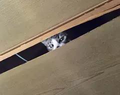 不容小覷《破壞天花板的貓》日本飼主們分享慘痛經驗