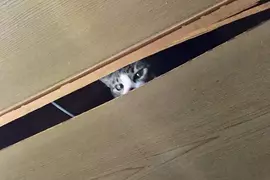 不容小覷《破壞天花板的貓》日本飼主們分享慘痛經驗