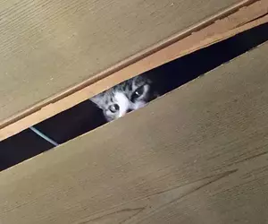 不容小覷《破壞天花板的貓》日本飼主們分享慘痛經驗