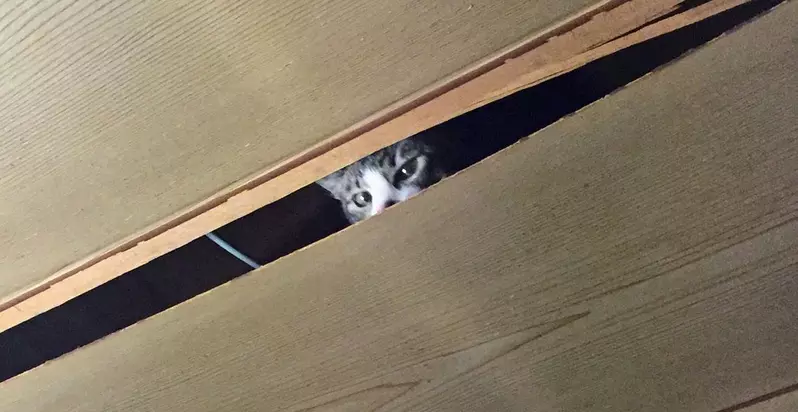 不容小覷《破壞天花板的貓》日本飼主們分享慘痛經驗