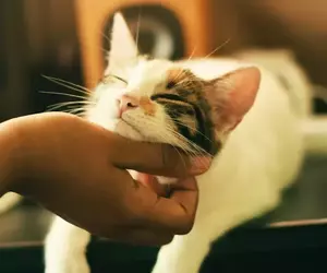 網友分享《各種貓咪的性格圖鑑》光看外表不準，性格也是有所不同！？