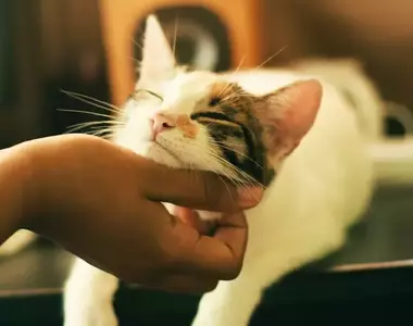 網友分享《各種貓咪的性格圖鑑》光看外表不準，性格也是有所不同！？