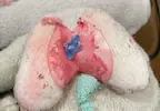 日本網友《在布偶裡面發現肺臟》直呼太可怕 其實是那隻寶可夢的裝飾品？