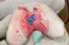 日本網友《在布偶裡面發現肺臟》直呼太可怕 其實是那隻寶可夢的裝飾品？