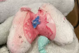 日本網友《在布偶裡面發現肺臟》直呼太可怕 其實是那隻寶可夢的裝飾品？