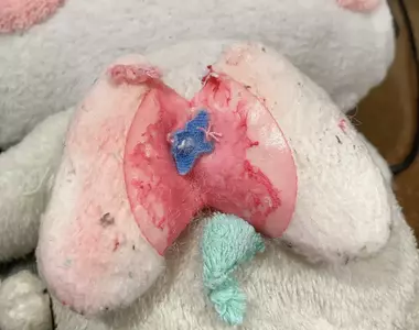 日本網友《在布偶裡面發現肺臟》直呼太可怕 其實是那隻寶可夢的裝飾品？