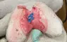 日本網友《在布偶裡面發現肺臟》直呼太可怕 其實是那隻寶可夢的裝飾品？
