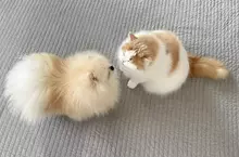 非人類專利《狗狗也吸貓》網友拍下寵物毛孩間的親密行為