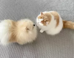 非人類專利《狗狗也吸貓》網友拍下寵物毛孩間的親密行為