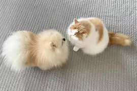 非人類專利《狗狗也吸貓》網友拍下寵物毛孩間的親密行為