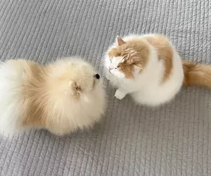 非人類專利《狗狗也吸貓》網友拍下寵物毛孩間的親密行為