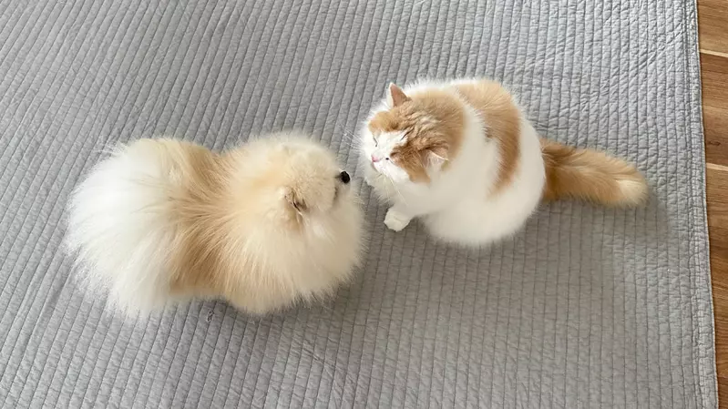 非人類專利《狗狗也吸貓》網友拍下寵物毛孩間的親密行為