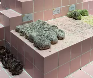 網友吐槽《這個甜甜圈陳列方式好奇怪》看起來像是發霉的廁所地板？