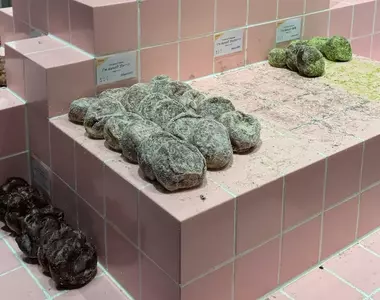 網友吐槽《這個甜甜圈陳列方式好奇怪》看起來像是發霉的廁所地板？