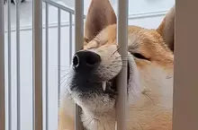 《夾頭系柴犬》的搞笑破壞力實在驚人 將整個嘴鼻都擠進去的新「顏藝」表演柴柴登場