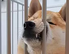 《夾頭系柴犬》的搞笑破壞力實在驚人 將整個嘴鼻都擠進去的新「顏藝」表演柴柴登場