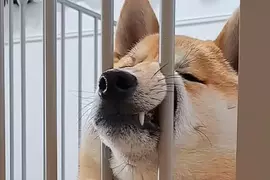 《夾頭系柴犬》的搞笑破壞力實在驚人 將整個嘴鼻都擠進去的新「顏藝」表演柴柴登場