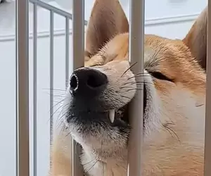 《夾頭系柴犬》的搞笑破壞力實在驚人 將整個嘴鼻都擠進去的新「顏藝」表演柴柴登場