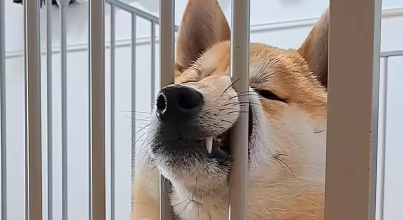 《夾頭系柴犬》的搞笑破壞力實在驚人 將整個嘴鼻都擠進去的新「顏藝」表演柴柴登場