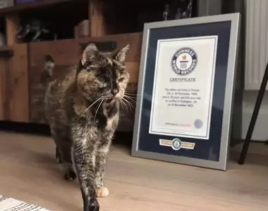 世界最長壽的貓《Flossie》金氏世界紀錄認證目前已30歲，大約是人類140~150歲左右的高齡