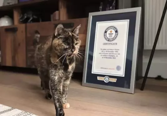 世界最長壽的貓《Flossie》金氏世界紀錄認證目前已30歲，大約是人類140~150歲左右的高齡