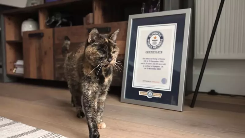 世界最長壽的貓《Flossie》金氏世界紀錄認證目前已30歲，大約是人類140~150歲左右的高齡