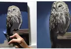 日本油畫藝術家的作品分享 3小時30分所畫出來的貓頭鷹差不多就長這樣子