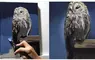 日本油畫藝術家的作品分享 3小時30分所畫出來的貓頭鷹差不多就長這樣子