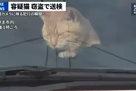 網友製作的AI假新聞 日本一隻貓因為涉嫌竊盜而遭到警方逮捕