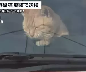 網友製作的AI假新聞 日本一隻貓因為涉嫌竊盜而遭到警方逮捕