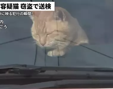 網友製作的AI假新聞 日本一隻貓因為涉嫌竊盜而遭到警方逮捕