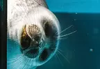 推特話題《全國壓迫感最強海豹大賽》被這樣盯著看是覺得我們人類很糟糕嘛