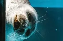 推特話題《全國壓迫感最強海豹大賽》被這樣盯著看是覺得我們人類很糟糕嘛