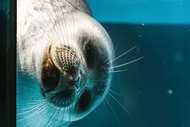 推特話題《全國壓迫感最強海豹大賽》被這樣盯著看是覺得我們人類很糟糕嘛