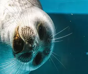 推特話題《全國壓迫感最強海豹大賽》被這樣盯著看是覺得我們人類很糟糕嘛
