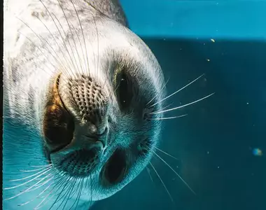 推特話題《全國壓迫感最強海豹大賽》被這樣盯著看是覺得我們人類很糟糕嘛