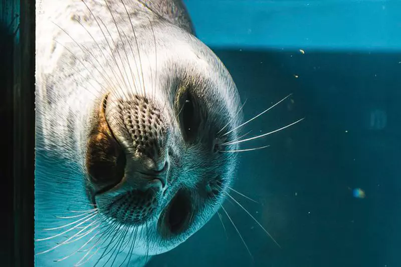 推特話題《全國壓迫感最強海豹大賽》被這樣盯著看是覺得我們人類很糟糕嘛