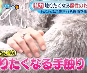 《毛茸茸的魅力》大家冬天都想包裹毛茸茸 擺在店門口還能吸引客人過來摸一摸