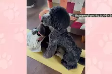 貴賓犬變成健身訓練夥伴 想不到家裡的狗狗還可以擔任小小健身教練？