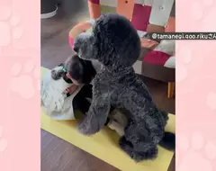 貴賓犬變成健身訓練夥伴 想不到家裡的狗狗還可以擔任小小健身教練？