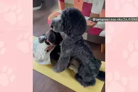 貴賓犬變成健身訓練夥伴 想不到家裡的狗狗還可以擔任小小健身教練？