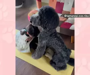 貴賓犬變成健身訓練夥伴 想不到家裡的狗狗還可以擔任小小健身教練？